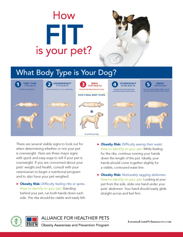How fit is your dog?