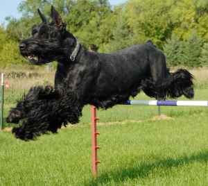 Missing Giant Schnauzer - CH MACH2 Wildwoods Bleuzenn