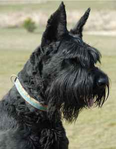 Reward For Missing Giant Schnauzer