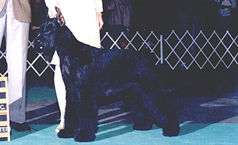 Magic - our first Giant Schnauzer