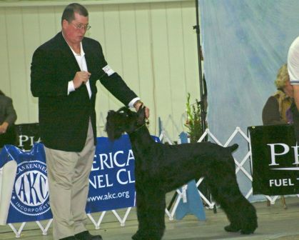 Maverick's first weekend in the ring - 10 months old.
