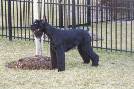 Maverick groomed and ready to take on the world.