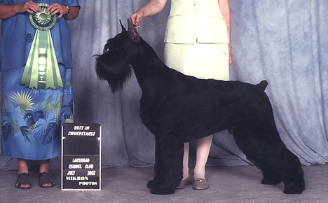 Zydeco wins best in show all breed sweepstakes in Canada