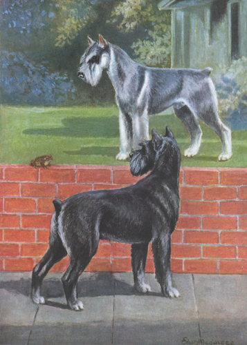 Giant Schnauzer