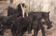Puppies Pruning Trees