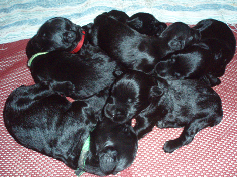 Flirt & Legend Pups - December 18, 2011