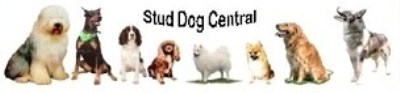 Stud Dog Central