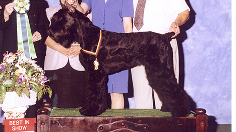 Khan Wins Best In Show Puppy