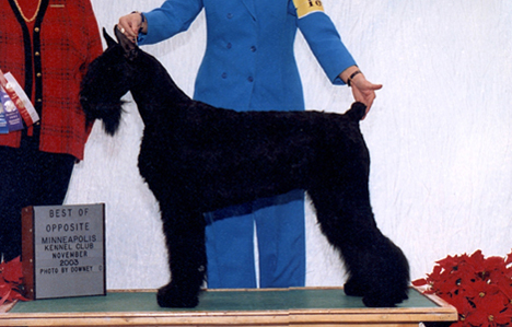 Knickers wins a  4 point major win