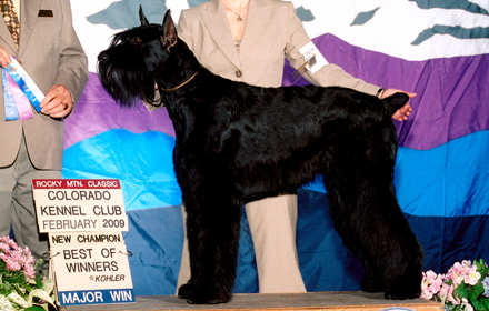 Maverick - Giant Schnauzer Champion