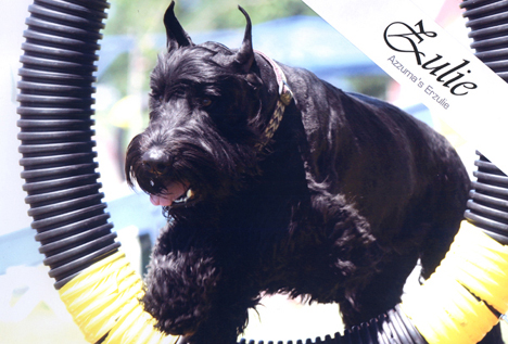 Zulie running an agility course