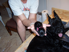 Most Puppies Weight 1 Pound At Birth