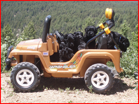 Giant Schnauzer Puppies