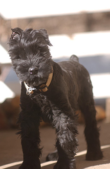 3 Month Old Giant Schnauzer Puppy