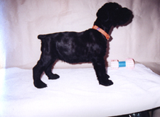 Champion AzzumA's Master Windchaser as a puppy